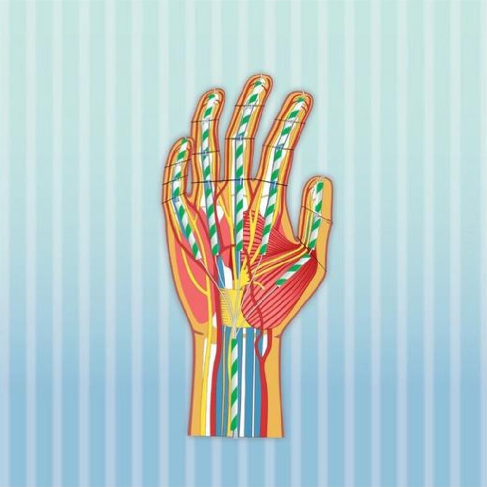 Science4You - Human Body