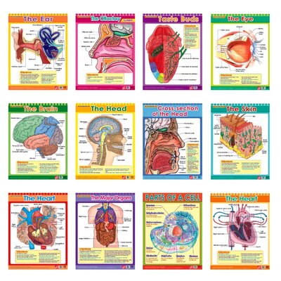 Easy 2 Learn The Human Body1, 12 Wall Chart Pack