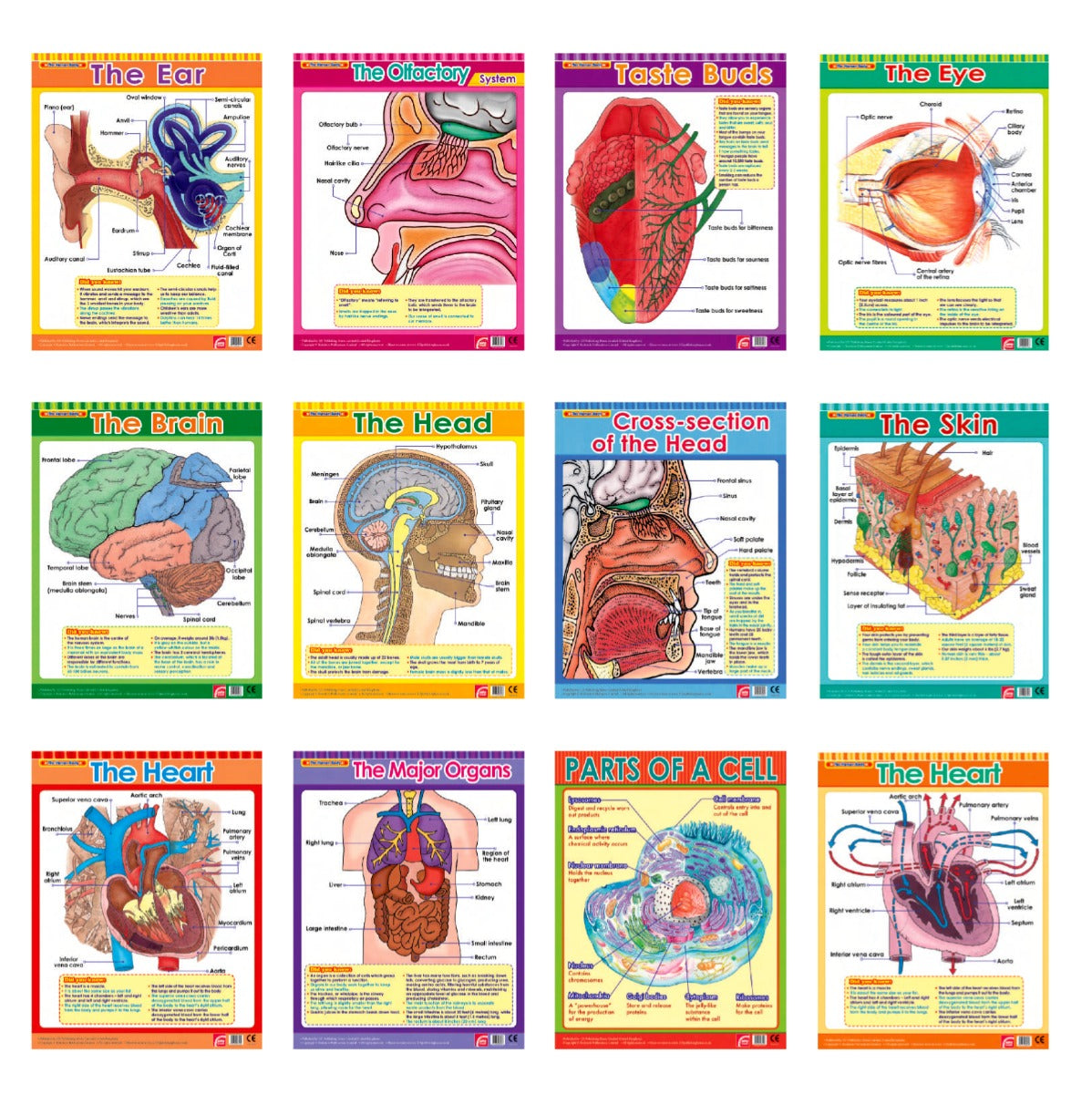 Easy 2 Learn The Human Body1, 12 Wall Chart Pack