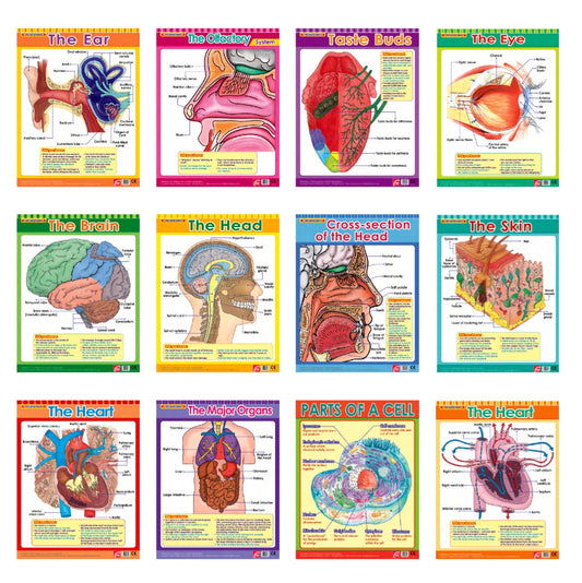 Easy 2 Learn The Human Body1, 12 Wall Chart Pack