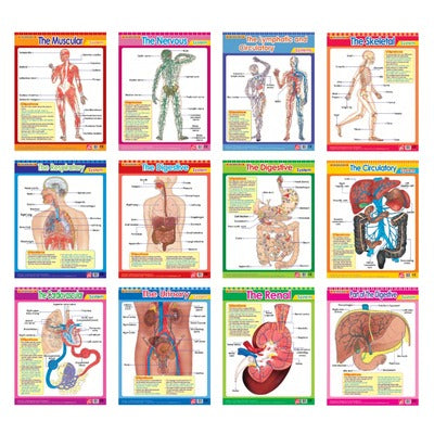 Easy 2 Learn The Human Body2, 12 Wall Chart Pack