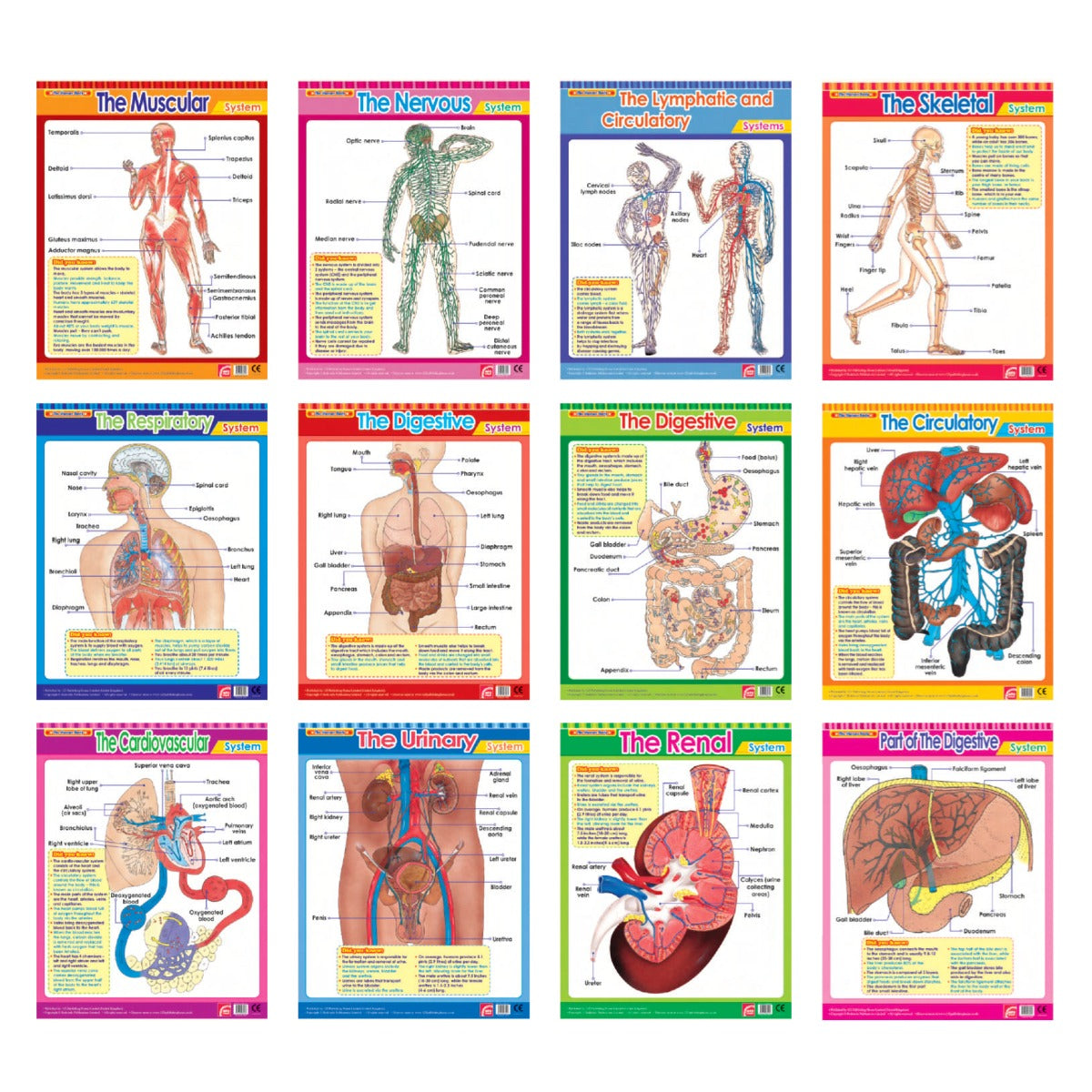 Easy 2 Learn The Human Body2, 12 Wall Chart Pack
