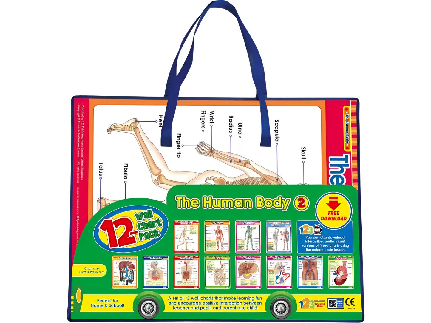 Easy 2 Learn The Human Body2, 12 Wall Chart Pack